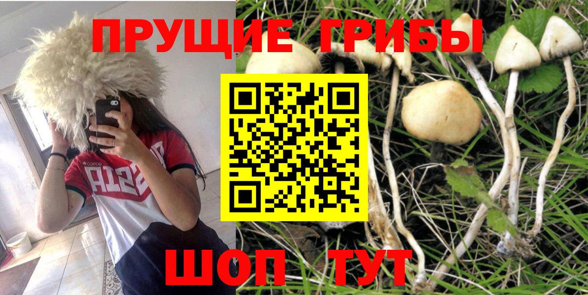 Галлюциногенные грибы Psilocybe Таганрог